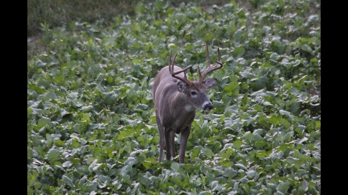Year-Round Food Plots Needed for Holding Deer
